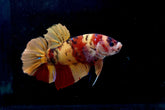 #4 (New Arrival) REAL GIANT KING Candy Tiger Nemo Koi -Male Plakat Betta Fish - High Quality Live Aquarium Male Betta Fish